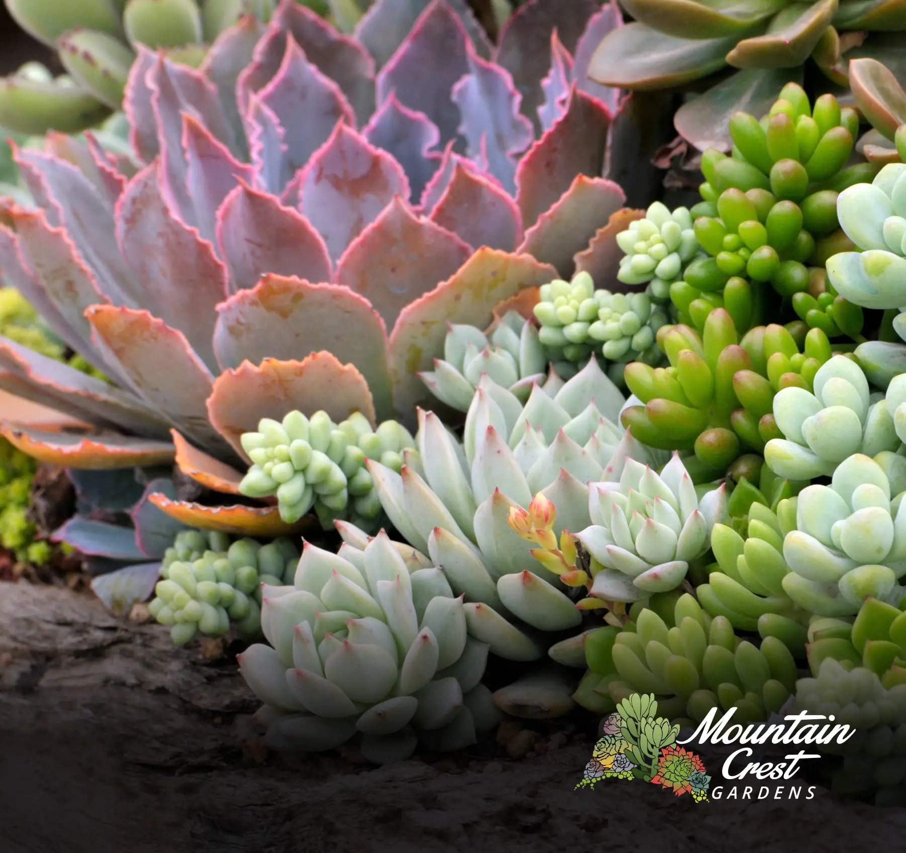 Mountain Crest Gardens