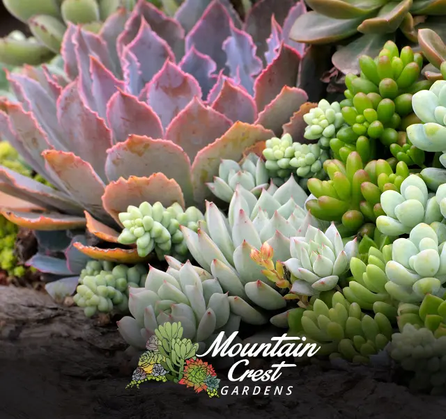 Mountain Crest Gardens